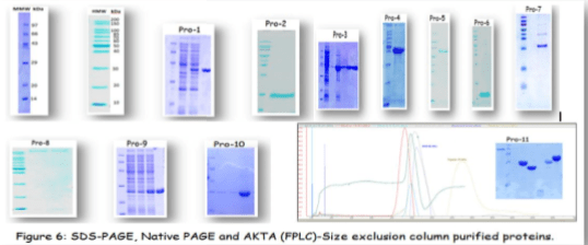 Protein Expression And Purification