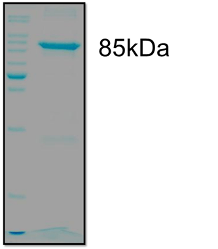Recombinant STAT 3 82.5KDA Protein