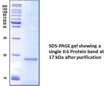 Recombinant Human IL6 Protein