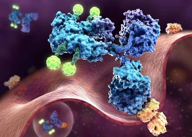 Use Of Monoclonal Antibody In Cancer Treatment