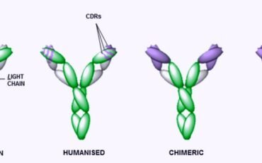 Similarities Between Chimeric And Humanized Antibodies