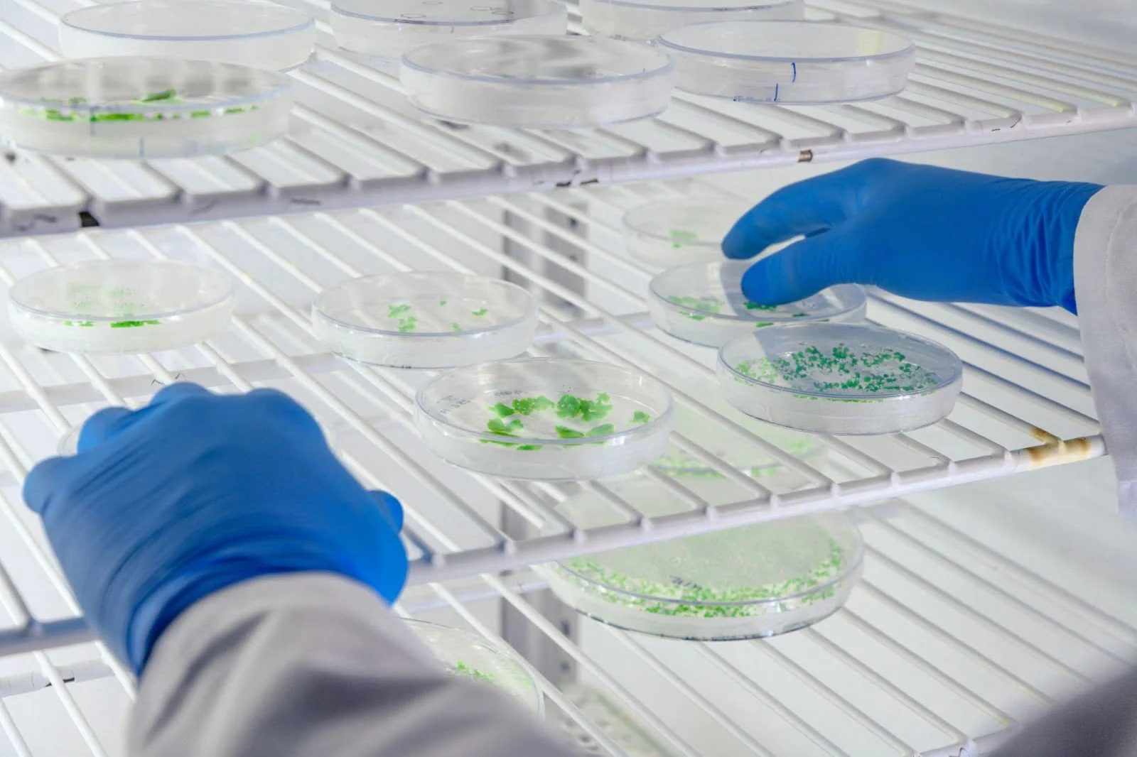 Overview-of-Protein-Expression