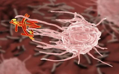 Immune Evasion And Provocation By Mycobacterium tuberculosis